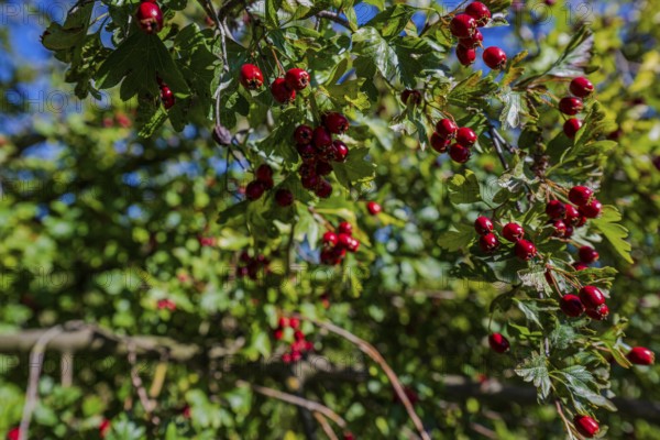 Red rosehips hang from a green bush under a blue sky. It's autumn and the sun is shining, which makes the colours come alive. Bogen, Lower Bavaria