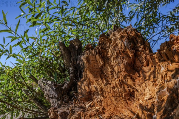 The tree stump has a rough, aged surface. Fresh, green leaves grow over it. The sky is blue and clear, indicating a sunny day. Bogen, Lower Bavaria