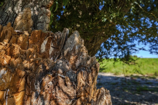 A tree stump stands in the sunlight, surrounded by green meadows. The bark shows interesting structures. A peaceful outdoor scene on a sunny day. Bogen, Lower Bavaria