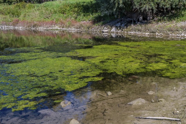 On a sunny afternoon, the water reflects the green algae cover. Stones are visible on the shore. The natural surroundings create a peaceful atmosphere. Bogen, Lower Bavaria