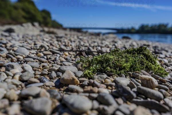 Small stones lie on the banks of a river while green algae rest on them. The sky is blue and the surroundings are peaceful. A beautiful place in nature. Bogen, Lower Bavaria
