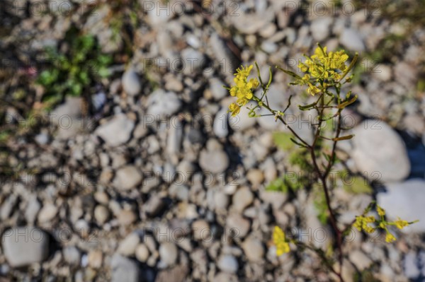 Bright yellow flowers bloom on dry gravelled ground. They contrast with the grey stones and healthy green grass. This scene shows the beauty of nature. Bogen, Lower Bavaria