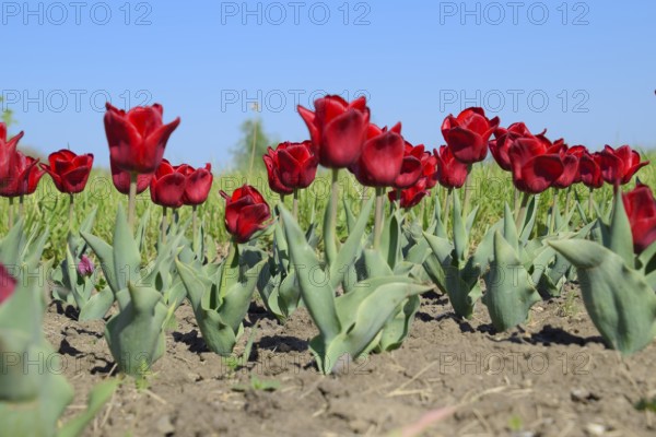 Red flowers of tulips on a flower bed. Krasnodar, Russia