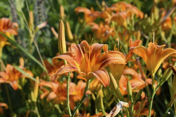 Flowers of orange lilies. Krasnodar, Russia