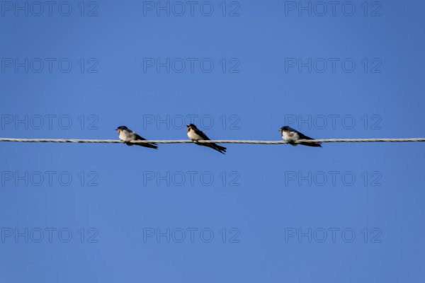 Swallows on the wires. Swallows against the blue sky. Krasnodar, Russia