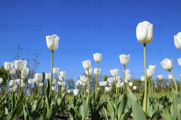 Better tulip flowers against the blue sky. Krasnodar, Russia