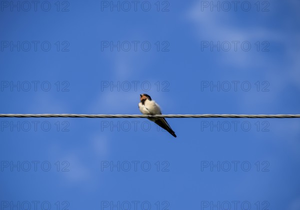 Swallows on the wires. Krasnodar, Russia