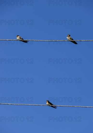 Swallows on the wires. Swallows against the blue sky. Krasnodar, Russia