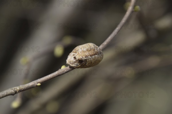 Ootheca mantis on the branches of a tree. The eggs of the insect laid in the cocoon for the winter are laid. Ooteca on a branch of hazelnut