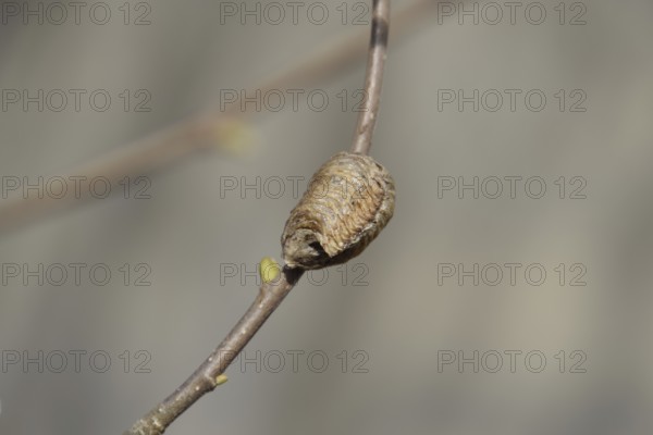 Ootheca mantis on the branches of a tree. The eggs of the insect laid in the cocoon for the winter are laid. Ooteca on a branch of hazelnut