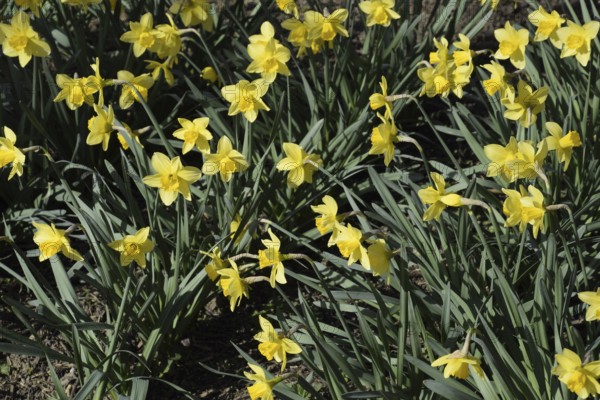 Flowers daffodil yellow. Atyrau, Kazakhstan