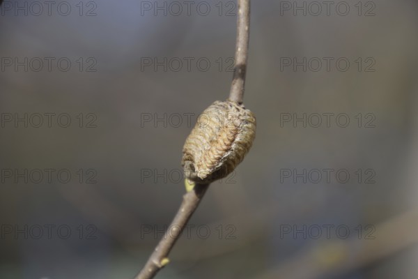 Ootheca mantis on the branches of a tree. Atyrau, Kazakhstan
