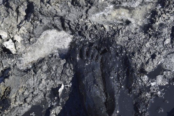 Human foot in the mud and salt lake brine. Taman, Krasnodar Krai, Russia