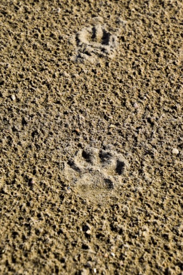 A dog's track in the sand. A dog was walking along the seashore and left traces in the sand. Taman, Krasnodar Krai, Russia