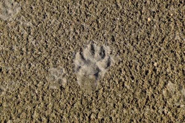 A dog's track in the sand.Taman, Krasnodar Krai, Russia