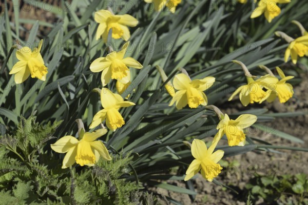 Flowers daffodil yellow. Atyrau, Kazakhstan
