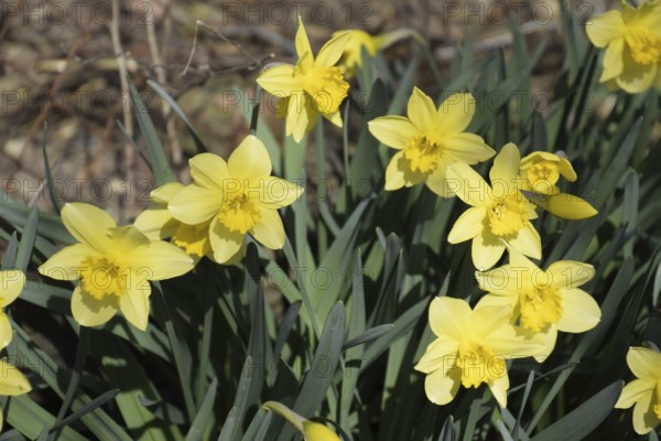 Flowers daffodil yellow. Atyrau, Kazakhstan