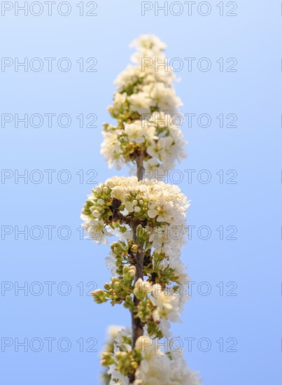 Prunus avium Flowering cherry. Krasnodar, Russia