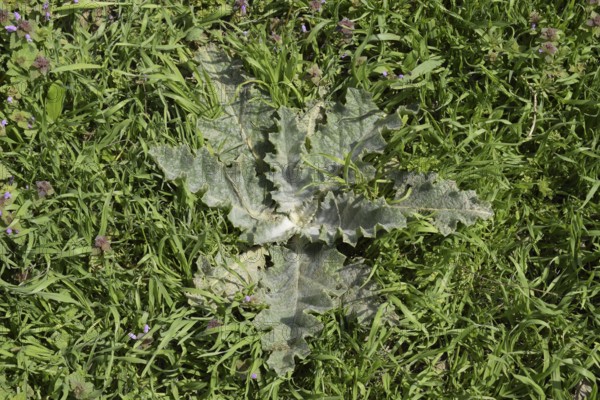 Onopordum acanthium Young leaves of a tartar. Krasnodar, Russia