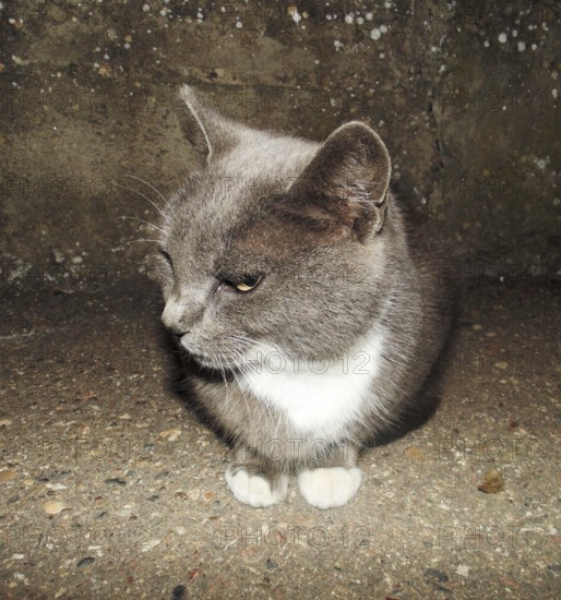 A smoky cat. Domesticated cats. domestic pet. Krasnodar, Russia