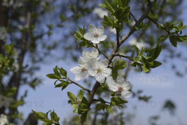 Flowering plum garden. Taman, Krasnodar Krai, Russia