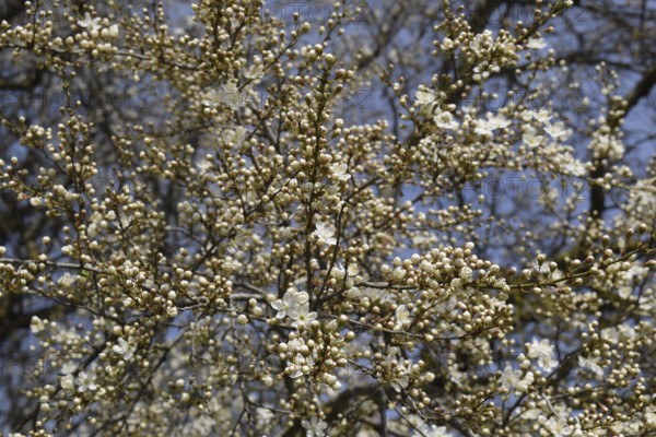Flowering plum garden. Taman, Krasnodar Krai, Russia
