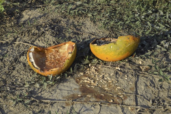 Chopped old rotten melon. An abandoned field of watermelons and melons. Rotten watermelons. Remains of the harvest of melons. Rotting vegetables on the field