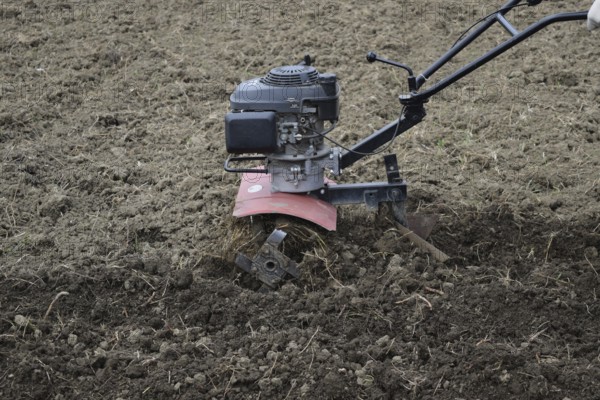 Planting potatoes under the walk-behind tractor. Atyrau, Kazakhstan