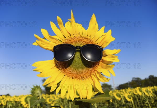 Sunflower in sunglasses. Atyrau, Kazakhstan