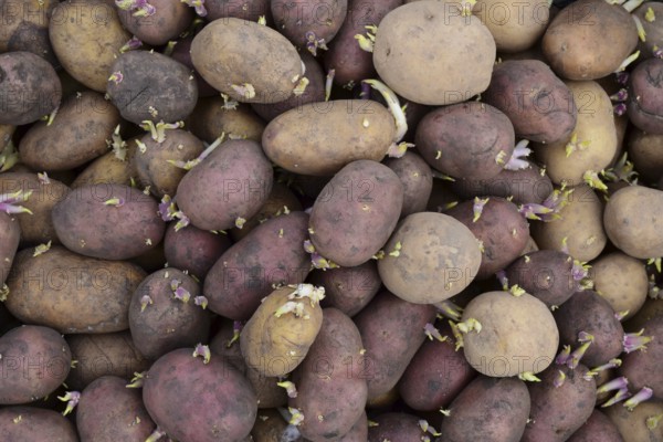 Germinated seed potatoes. Atyrau, Kazakhstan
