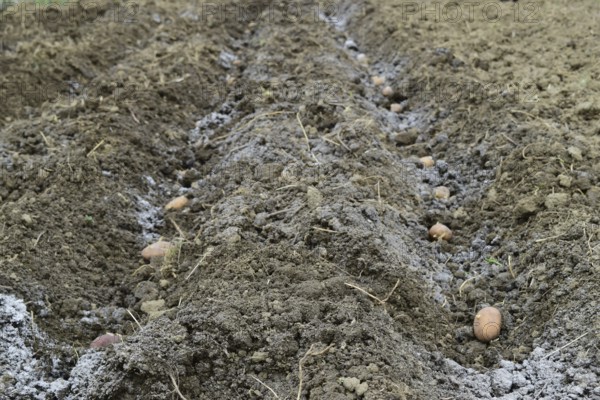 Planting potatoes in the garden. Atyrau, Kazakhstan