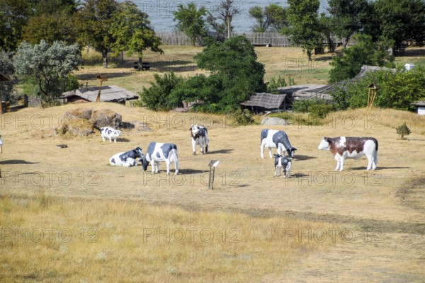 Plastic cow mannequins graze on the lawn. Taman, Krasnodar Krai, Russia