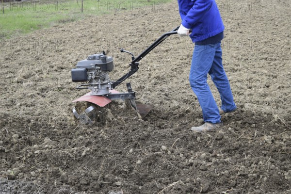 Planting potatoes under the walk-behind tractor. Atyrau, Kazakhstan