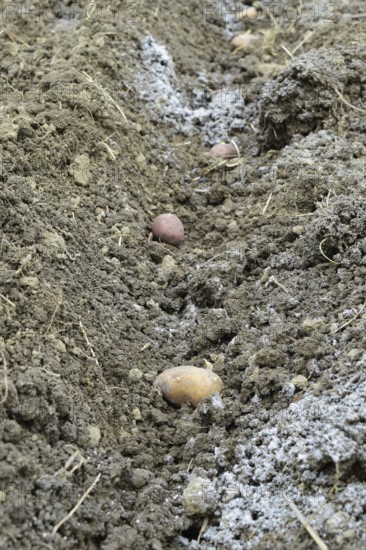 Planting potatoes in the garden. Atyrau, Kazakhstan