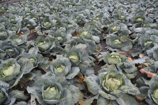 Cabbage field. Cultivation of cabbage in an open ground in the field. Taman, Krasnodar Krai, Russia