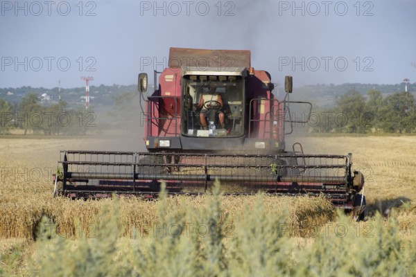 The old combine harvester harvests wheat. Taman, Krasnodar Krai, Russia