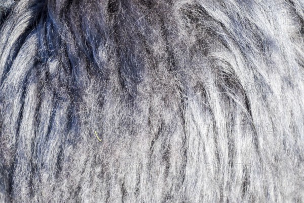 Background of sheep wool on a hat. Krasnodar, Russia