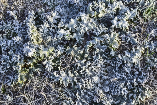 Leaves of grass with snow. Frozen ground. Krasnodar, Russia