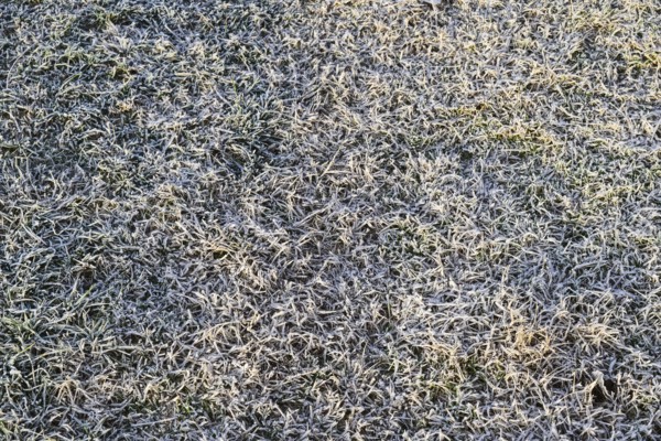 Background of frosted grass. Krasnodar, Russia