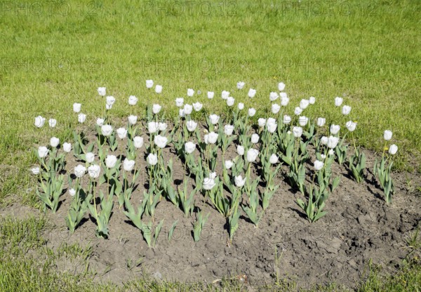 A flower bed with white tulips. White tulips, bulbous plants. Krasnodar, Russia