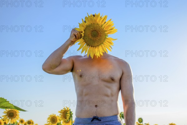 A man with a naked torso in a field of sunflowers. Taman, Krasnodar Krai, Russia