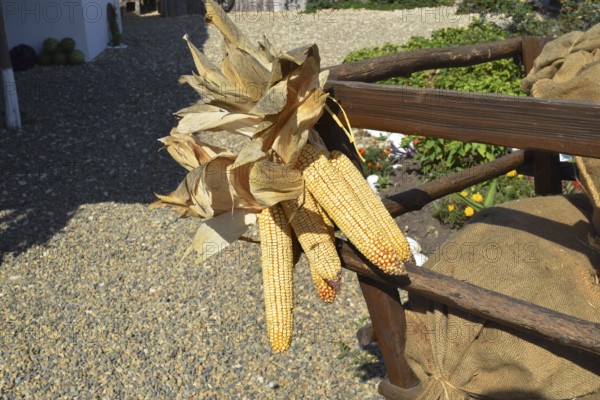 Hanging ears of yellow corn.Taman, Krasnodar Krai, Russia