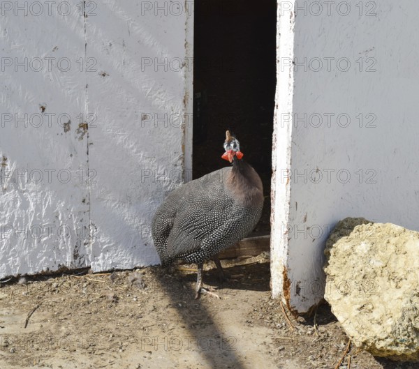 Guinea fowl in a cage. Taman, Krasnodar Krai, Russia