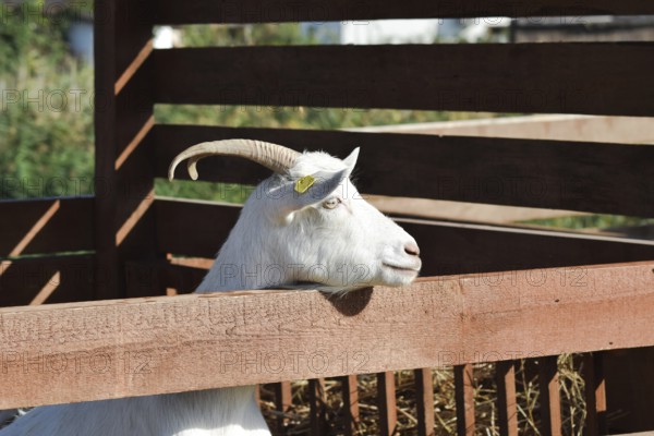 Horned goat over the fence. Taman, Krasnodar Krai, Russia