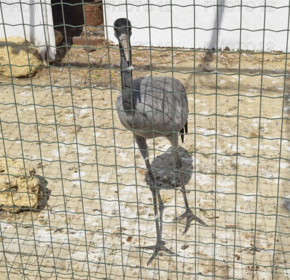 Crane in a cage. Taman, Krasnodar Krai, Russia