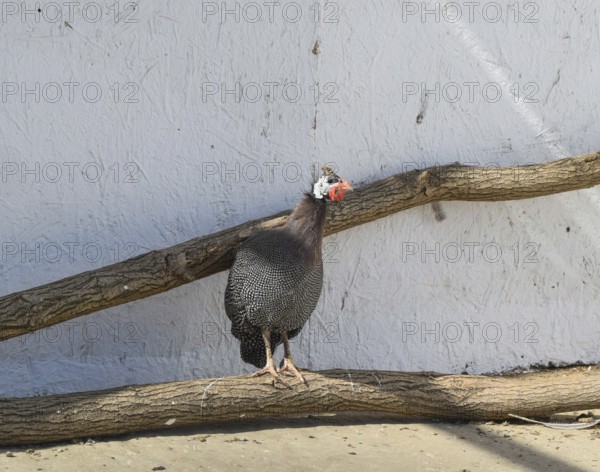 Guinea fowl in a cage. Taman, Krasnodar Krai, Russia