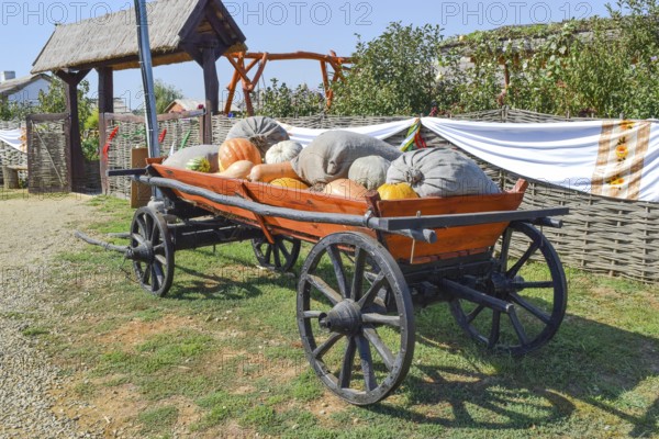 Ripe pumpkins in a cart. Taman, Krasnodar Krai, Russia
