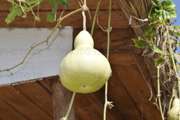 The fruits of bottle gourd. Taman, Krasnodar Krai, Russia