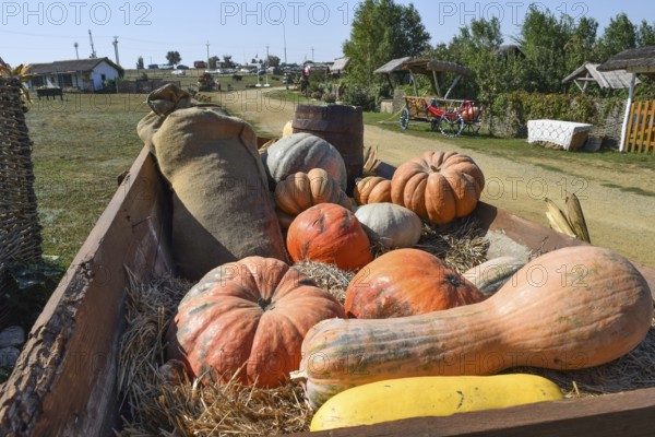 Ripe pumpkins in a cart. Taman, Krasnodar Krai, Russia