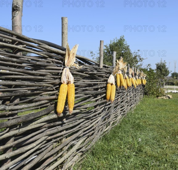 Hanging ears of yellow corn. Taman, Krasnodar Krai, Russia